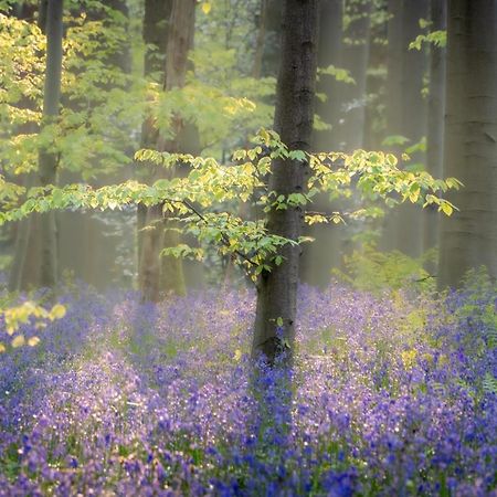Bois De Hal Bed & Breakfast Braine l'Alleud Bagian luar foto