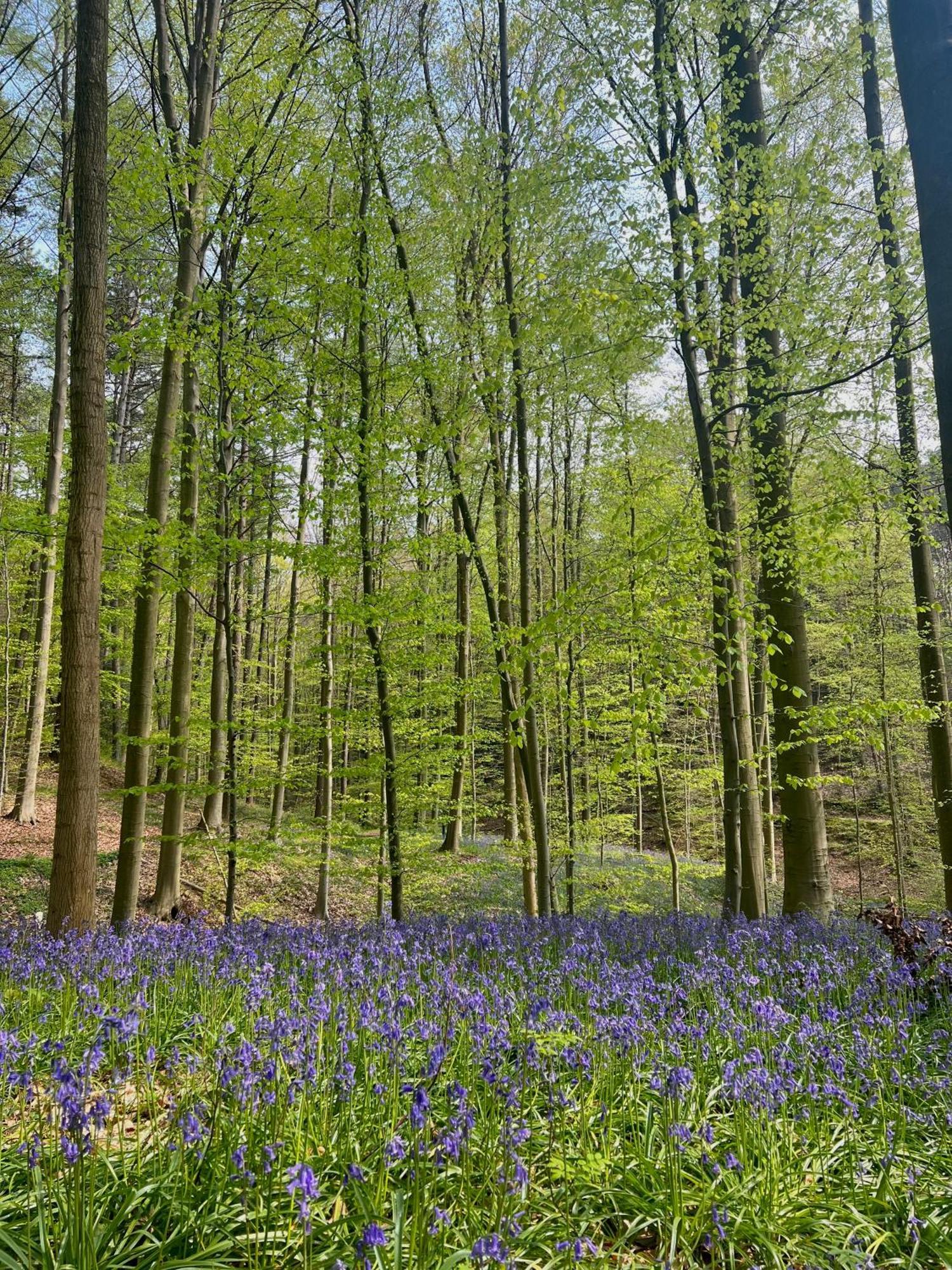 Bois De Hal Bed & Breakfast Braine l'Alleud Bagian luar foto